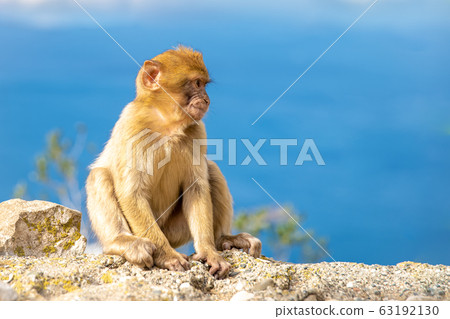 A monkey on a cliff watching the surroundings, a blue sky in the background 63192130