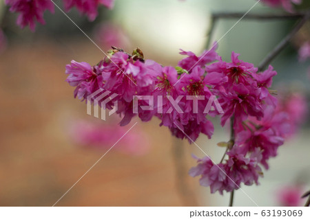 Company park, mountain cherry blossom, powder red, Taiwan, Taichung, Dadu, flower stamen, flower Company park, mountain cherry blossom, powder red, Taiwan, Taichung, Dadu, flower stamen, flower 63193069