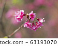 公司園區，山櫻花，粉紅色，台灣，台中，大渡，花蕊，花 63193070