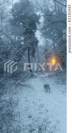 狗在雪地裡walking 63193485