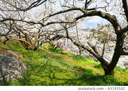 Plum blossom heaven Plum blossom heaven 63193582