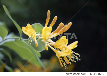 黃色lonisera緊靠黑色背景 63193612