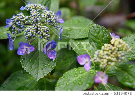 City view Tokyo Hino City Rainy season 63194078