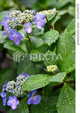 City view Tokyo Hino City Rainy season 63194079