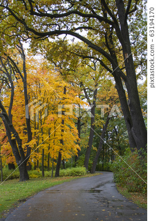 Alley in the autumn park in cloudy weather. Golden autumn. 63194170