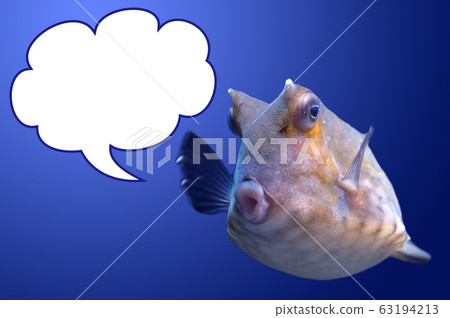 Aquarium fish 63194213