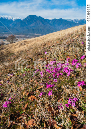 Winter Azumino: The return of the moss phlox @ Ikeda-cho, Kita-Azumi-gun Winter Azumino: The return of the moss phlox @ Ikeda-cho, Kita-Azumi-gun 63194485