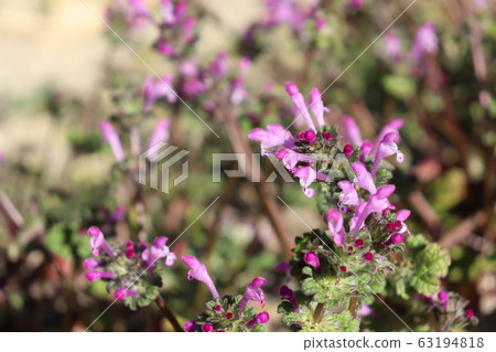 Lamium amplexicaule Lamium amplexicaule 63194818