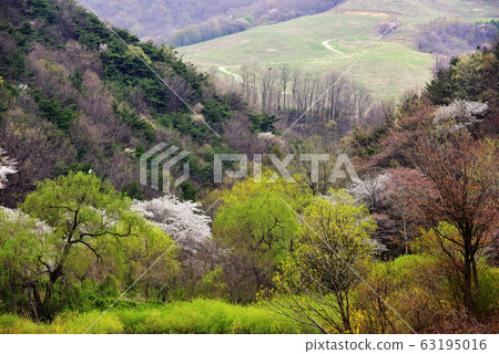 瑞山永濟春天 瑞山永濟春天 63195016