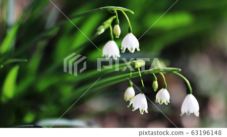 Snowflake Snowflake 63196148