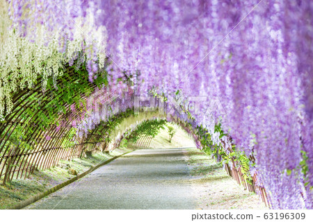 Wisteria Tunnel at Kawachi Fuji Garden Wisteria Tunnel at Kawachi Fuji Garden 63196309