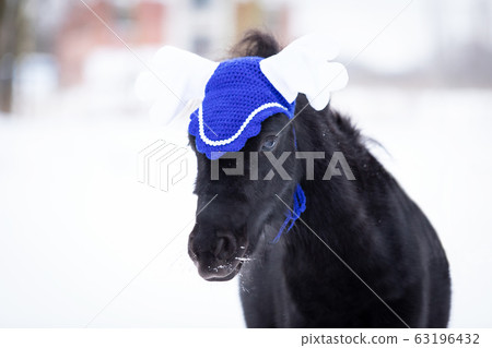 Black pony in manege at winter day Black pony in manege at winter day 63196432
