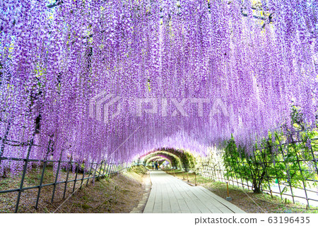 Wisteria Tunnel at Kawachi Fuji Garden 63196435