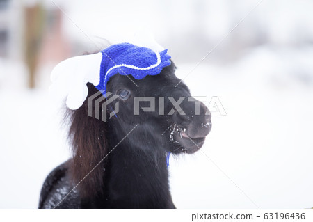 Black pony in manege at winter day 63196436