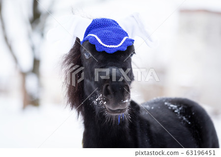 Black pony in manege at winter day Black pony in manege at winter day 63196451