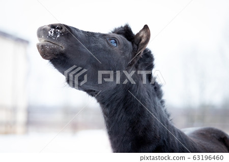 Black pony in manege at winter day 63196460