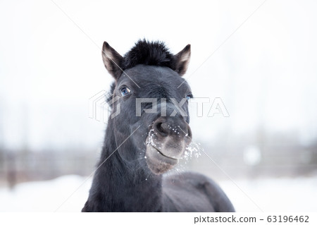 Black pony in manege at winter day Black pony in manege at winter day 63196462