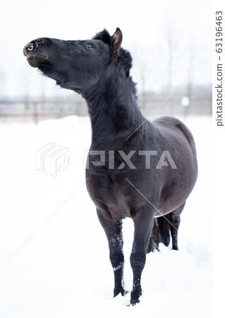 Black pony in manege at winter day Black pony in manege at winter day 63196463