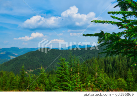 wild nature, branches closeup, summer landscape in wild nature, branches closeup, summer landscape in 63196869