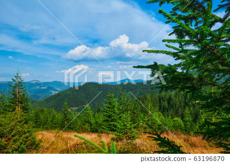 wild nature, branches closeup, summer landscape in wild nature, branches closeup, summer landscape in 63196870