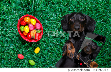 hapy easter dog with eggs hapy easter dog with eggs 63197013