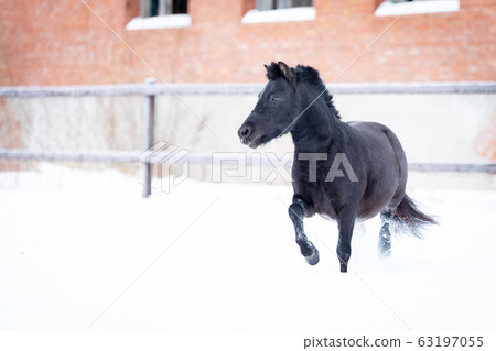 Black pony in manege at winter day Black pony in manege at winter day 63197055