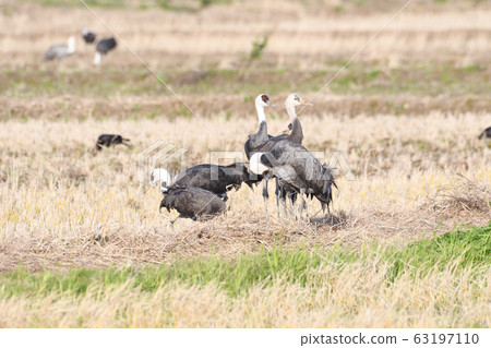 Crane, navel 63197110