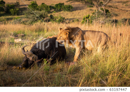 Male lion pawing carcase of Cape buffalo Male lion pawing carcase of Cape buffalo 63197447