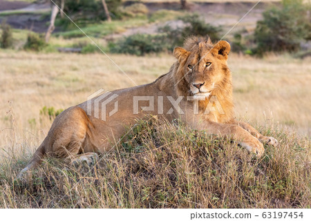 Male lion lying on mound in grass 63197454