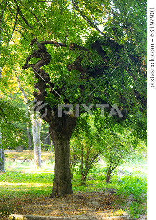 Big green tree in the public park. Beautiful Big green tree in the public park. Beautiful 63197901