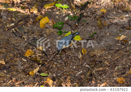 Small gray bird on the ground in the park or in Small gray bird on the ground in the park or in 63197922