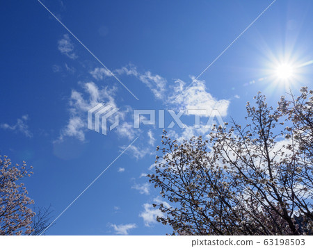 Blue sky and chishima cherry tree horizontal composition 63198503