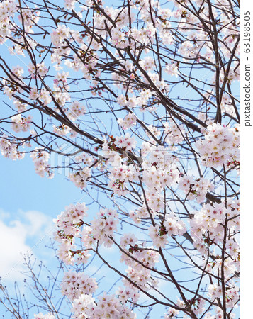 藍藍的天空和千島櫻桃樹 63198505