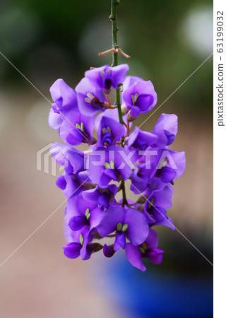 Botanical photo Tropical Hardenbergia Greenhouse flower Legumes 63199032