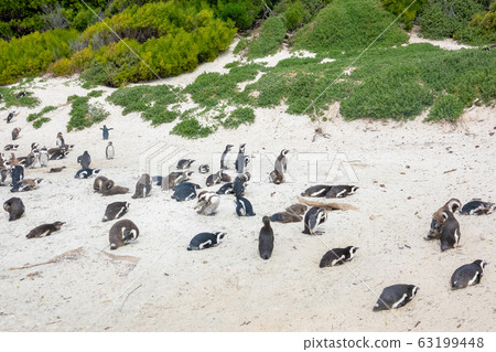 South Africa Penguins in the Boulders Beach Nature South Africa Penguins in the Boulders Beach Nature 63199448