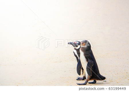 South Africa Penguins in the Boulders Beach Nature South Africa Penguins in the Boulders Beach Nature 63199449