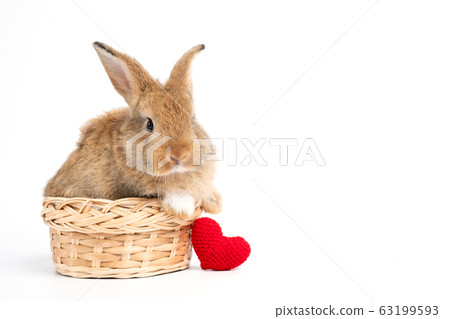 Furry and fluffy cute red brown rabbit erect ears Furry and fluffy cute red brown rabbit erect ears 63199593