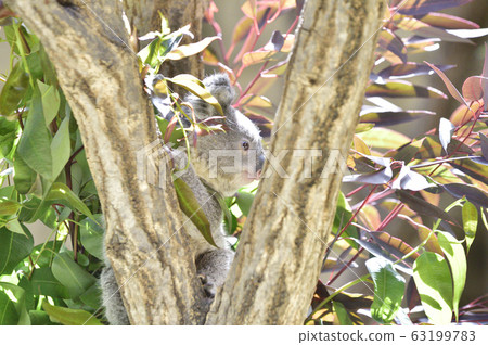 考拉的寶貝 63199783