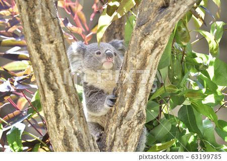 考拉的寶貝 考拉的寶貝 63199785