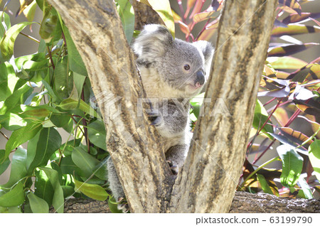 Koala's baby 63199790