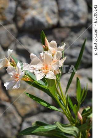 Common oleander 63200142