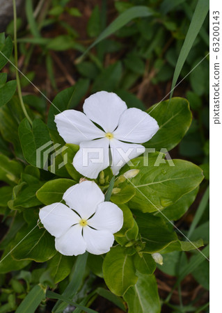 Madagascar rosy periwinkle 63200143