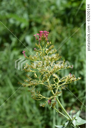 Red valerian 63200144