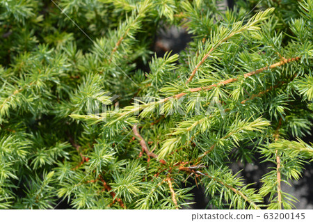 Shore Juniper Schlager 63200145