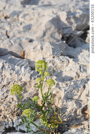 Sea fennel Sea fennel 63200158