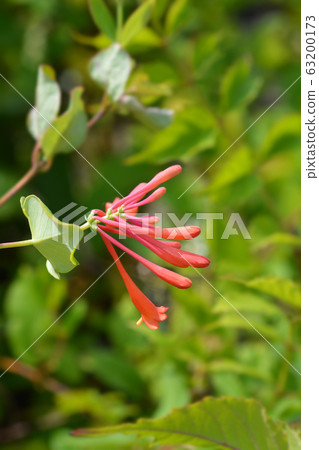 Honeysuckle Dropmore Scarlet Honeysuckle Dropmore Scarlet 63200173