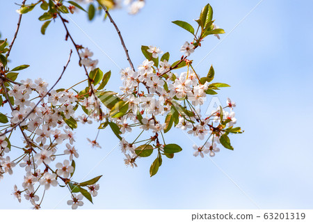 Cherry blossom close-up. Branches in bloom Cherry blossom close-up. Branches in bloom 63201319