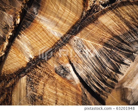 detail by sawing willow stump detail by sawing willow stump 63201948