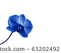 blue orchid on a white background. Copy space 63202492