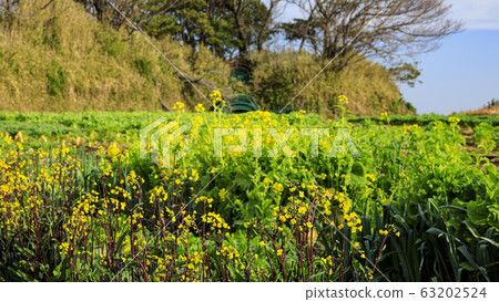 Field (spring) 63202524